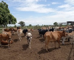 A venda Fazenda de 200 Hectares em Malanje
