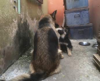 A venda Cria de Pastor Alemão
