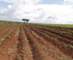 A venda Fazenda de 1500 Hectares no K. Norte Serviços
