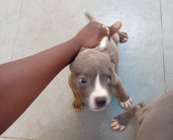 A venda American Bully