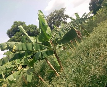 A venda Terreno de 1000 hectares, na comuna do Massangano, município de Cambam...