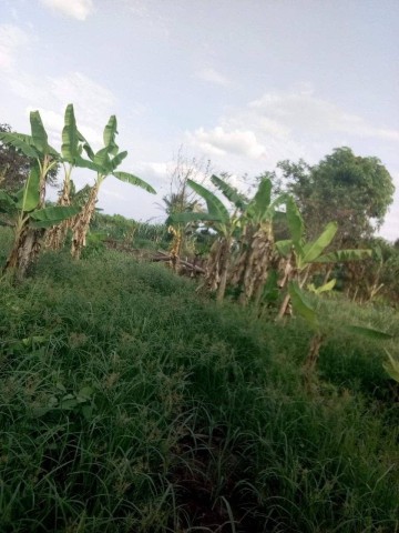 Terreno de 1000 hectares, na comuna do Massangano, município de Cambambe, província do Kwanza Norte.