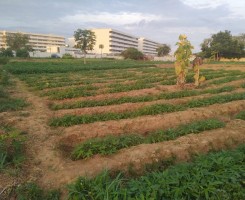 A venda Terreno de 2.6 hectares, na rua principal do Ramiros, Km 31, Benfica.
