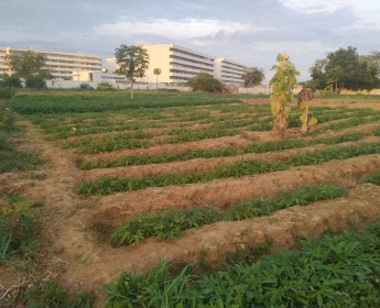 A venda Terreno de 2.6 hectares, na rua principal do Ramiros, Km 31, Benfica.