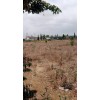 Terreno de 04 hectares, no Troço Shoprite - Bca, Av. Deolinda Rodrigues.