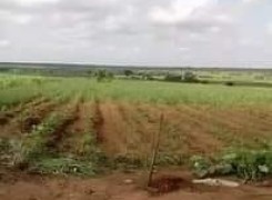 Fazenda de 300 hectares, no Sector de Kambaxi, província Malanje.