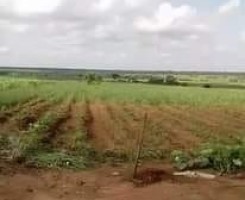 A venda Fazenda de 300 hectares, no Sector de Kambaxi, província Malanje.