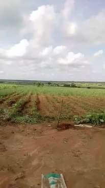 Fazenda de 300 hectares, no Sector de Kambaxi, província Malanje.