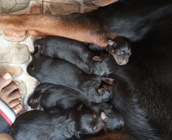 A venda Crias de rottweiler