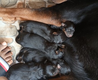 A venda Crias de rottweiler
