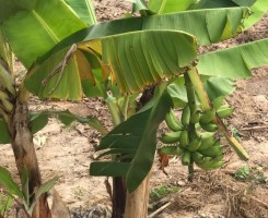 A venda 12 Hectares na barra do kz cldio