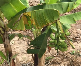 A venda 12 Hectares na barra do kz cldio
