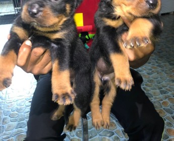 A venda Crias de rottweiler