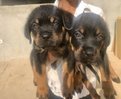 A venda Rottweilers