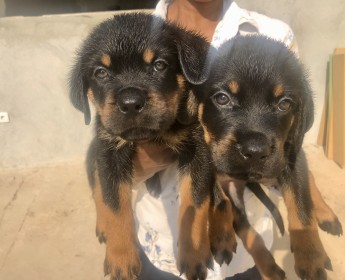 A venda Rottweilers