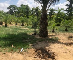 A venda Vende se esta Quinta localizado na via expressa Kikuchi junto a Refria...