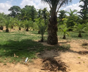 A venda Vende se esta Quinta localizado na via expressa Kikuchi junto a Refria...