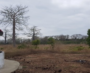 A venda Terra a venda 10 hectares na Quiminha(bengo)