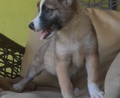 A venda Akita Inu com Pastor Panda