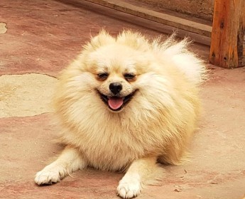 A venda Canil Mente7 Canina tem várias raças faça visitas