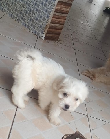 Venda Caniches macho e fêmea