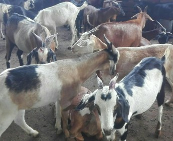 A venda COMPRE JA O SEU ANIMAL