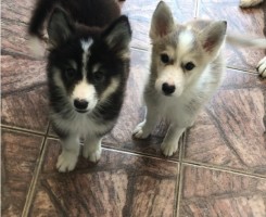 A venda Husky siberiano