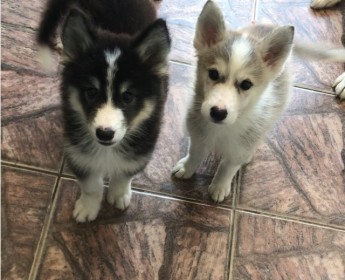 A venda Husky siberiano