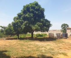 A venda VENDE TERRENO COM UM ARMAZÉM POR DETRÁS DA CIDADE DA CHINA VIA EXPRESS...