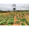 Venda Terreno de 2 hectares