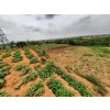 Venda Terreno de 2 hectares