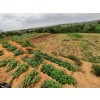 Venda Terreno de 2 hectares