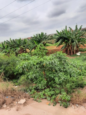 Venda Terreno de 2 hectares