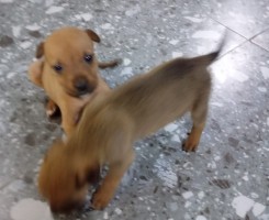 A venda Cruzamento de rottweiler e pitbull