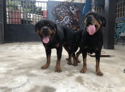 Anúncio Reserva de crias de Rottweilers