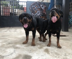 Comprar Reserva de crias de Rottweilers