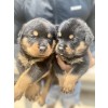 Venda Filhotes de Rottweiler à Venda