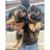 Venda Filhotes de Rottweiler à Venda