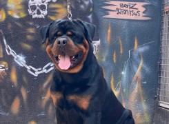 Anúncio Filhotes de Rottweiler à Venda