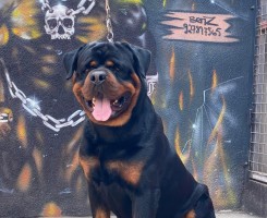 Comprar Filhotes de Rottweiler à Venda