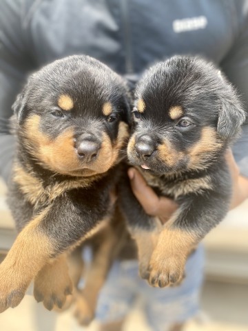 Venda Filhotes de Rottweiler à Venda