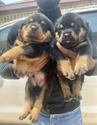 Venda Filhotes de Rottweiler à Venda