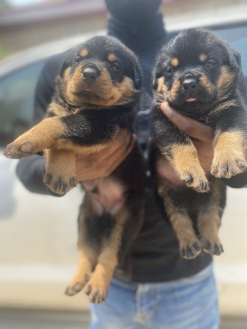 Venda Filhotes de Rottweiler à Venda