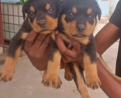 Comprar Rotweilers