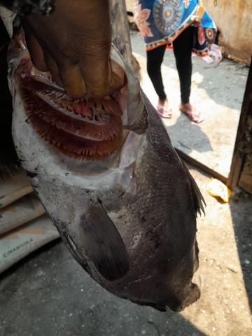 Venda Peixes fresco da Banda