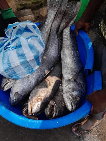 Venda Peixes fresco da Banda