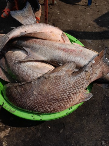 Venda Peixes fresco da Banda