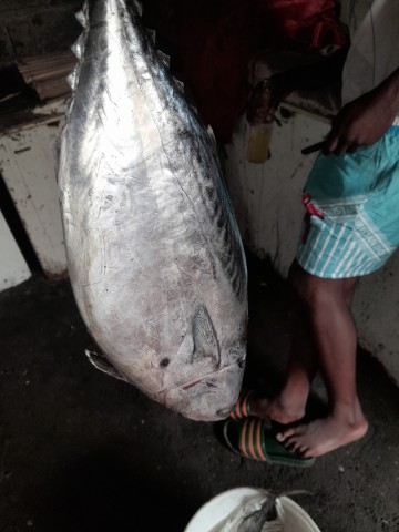 Venda Peixes fresco da Banda