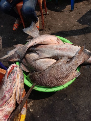 Venda Peixes fresco da Banda