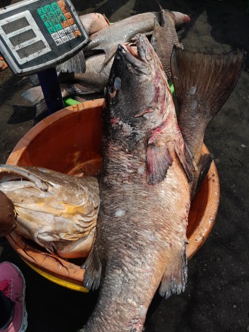 Venda Peixes fresco da Banda